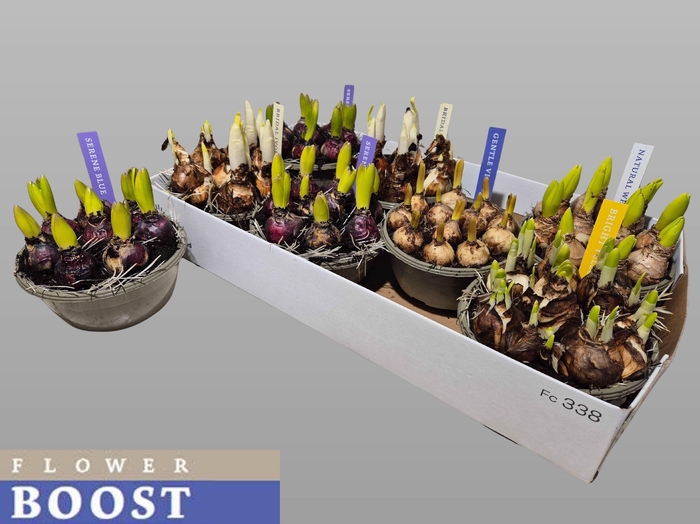 <h4>BOLBLOEMEN GEM</h4>