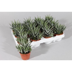 HAWORTHIA F BIG BAND