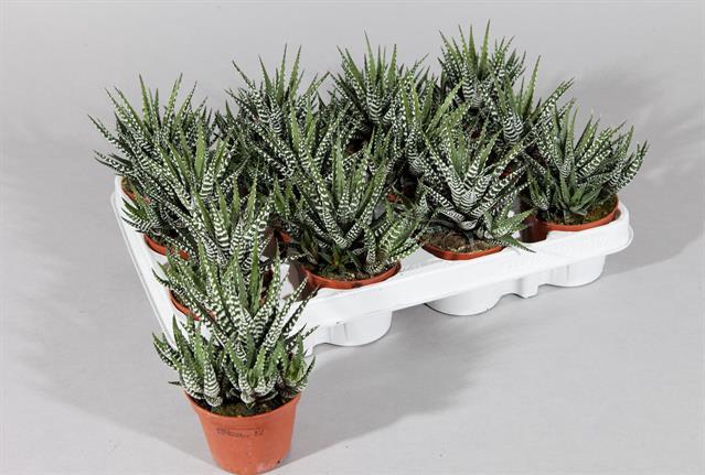<h4>HAWORTHIA F BIG BAND</h4>