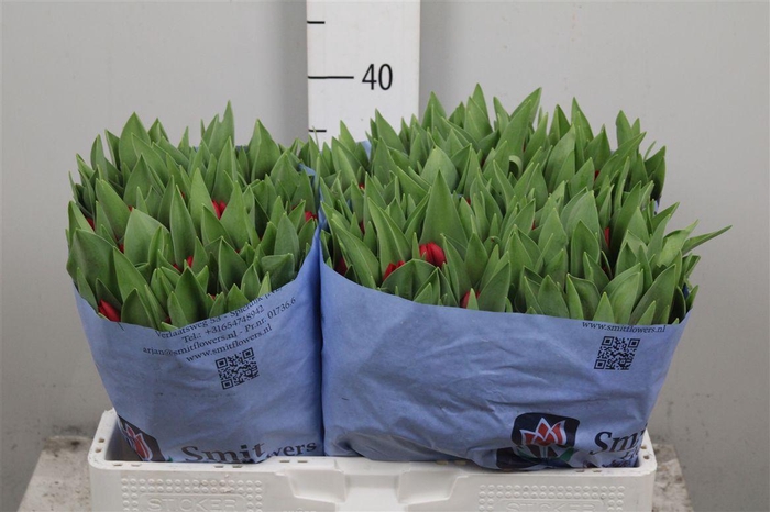 <h4>Tu En Curry</h4>