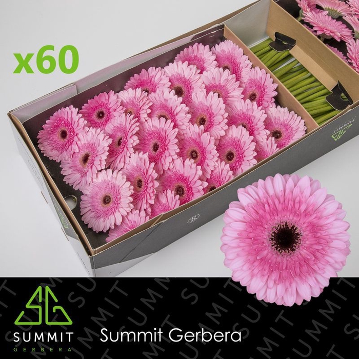 <h4>Gerbera Pre-Semmy Doos</h4>
