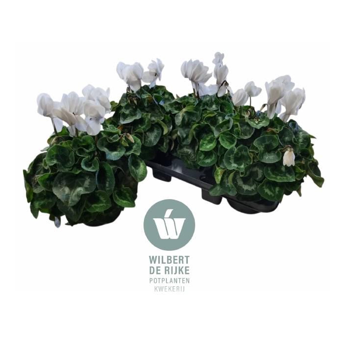 <h4>CYCL GR SUP MAMMOTH</h4>