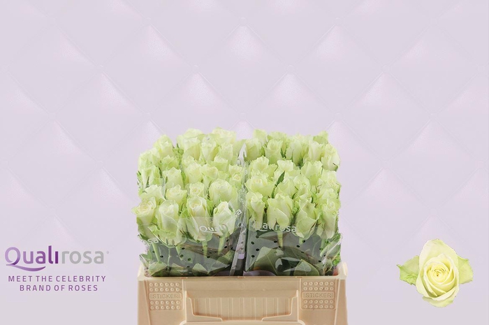 <h4>R Gr Athena</h4>