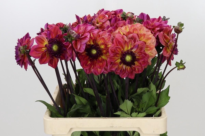 <h4>Dahlia Tara's Sunset</h4>