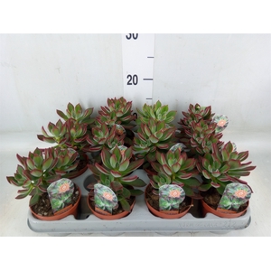 Echeveria pulvinata 'Devotion'