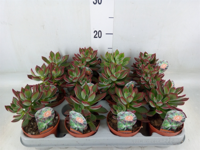 <h4>Echeveria pulvinata 'Devotion'</h4>