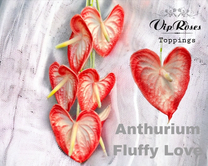 <h4>ANT A FLUFFY LOVE</h4>