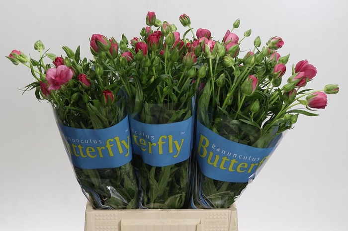 <h4>Ranunculus Butterfly Lycia</h4>