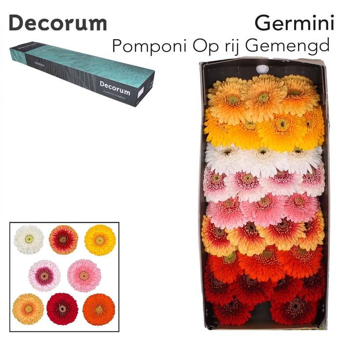 <h4>GE MB GEMENGD OP RIJ POMPONI</h4>