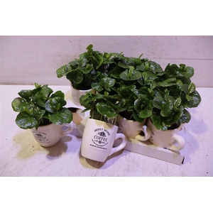 Coffea Arabica