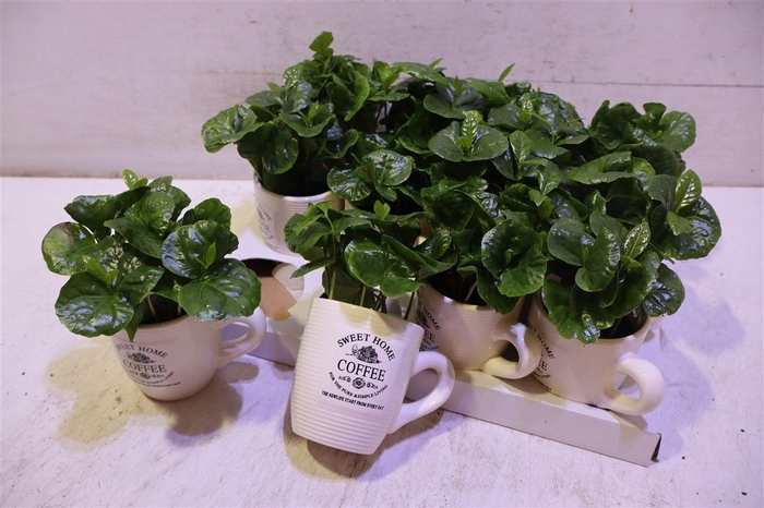 <h4>Coffea Arabica</h4>