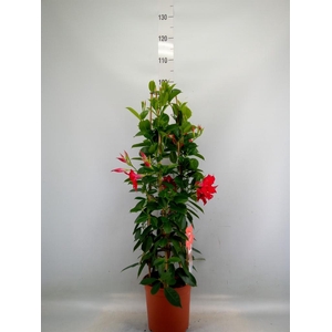 Mandevilla sand. 'SumStar Red'