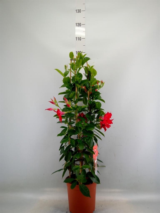 <h4>Mandevilla sand. 'SumStar Red'</h4>