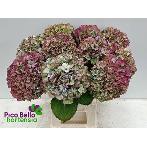 HYDR M ROY BENEFI CL