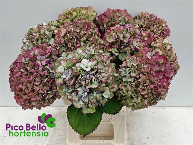 <h4>HYDR M ROY BENEFI CL</h4>