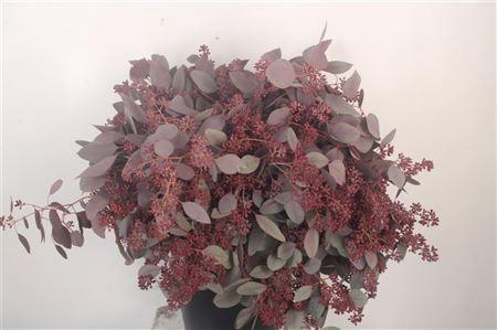 <h4>Euca Populus Berry V Red Per Bunch</h4>