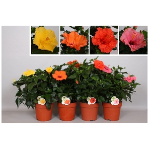 Hibiscus Fiori Grande 'gemengd'
