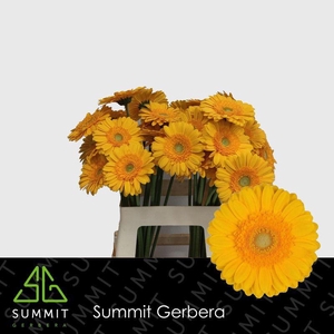 Gerbera Captiva Water X40 Lang