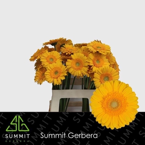 Gerbera Captiva Water x40 Lang