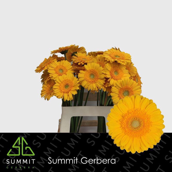 <h4>Gerbera Captiva Water x40 Lang</h4>