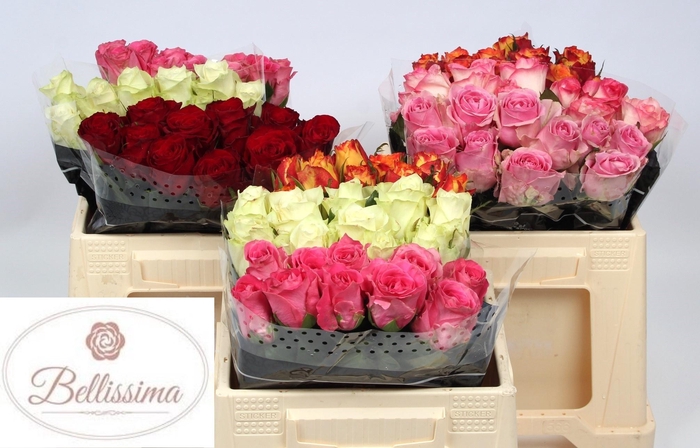 <h4>R GR GEM IN FUST</h4>