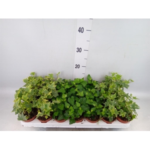 Hedera   ...mix