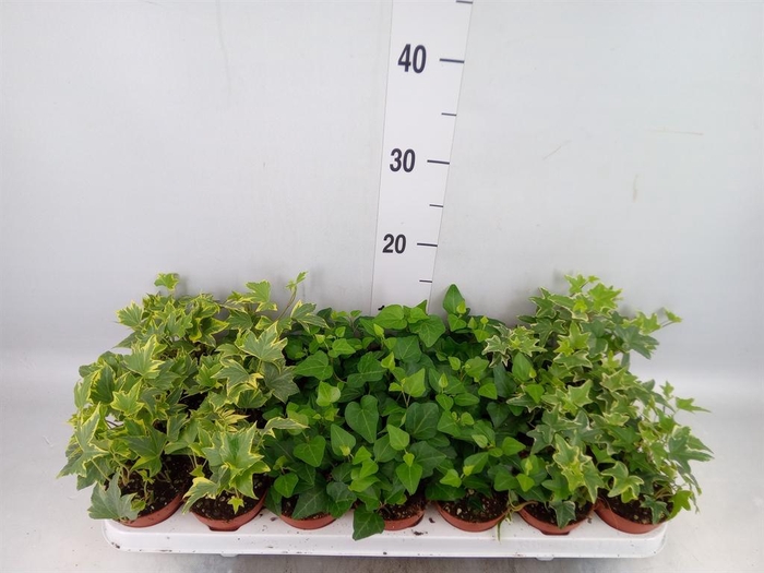 <h4>Hedera   ...mix</h4>
