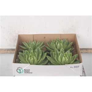 Echeveria Agavoides X4