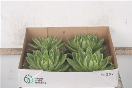 <h4>Echeveria Agavoides X4</h4>