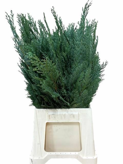 <h4>KERSTGROEN OV BS</h4>