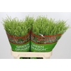 Lepidium Green Dragon