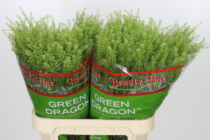 Lepidium Green Dragon