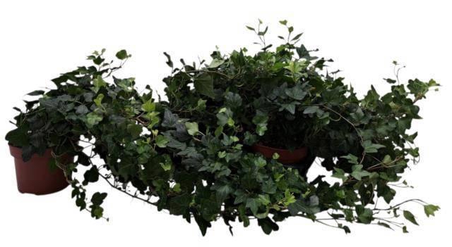 <h4>HED HE WONDER</h4>