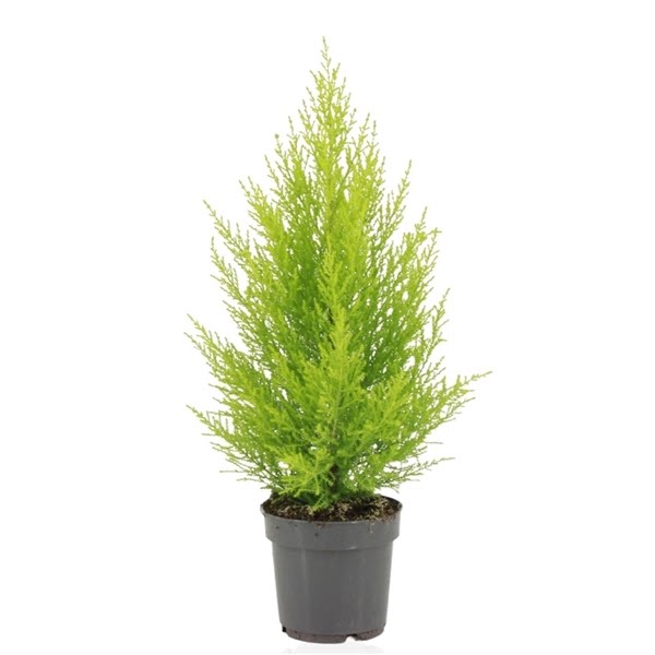 <h4>Cupressus macrocarpa Goldcrest Wilma</h4>