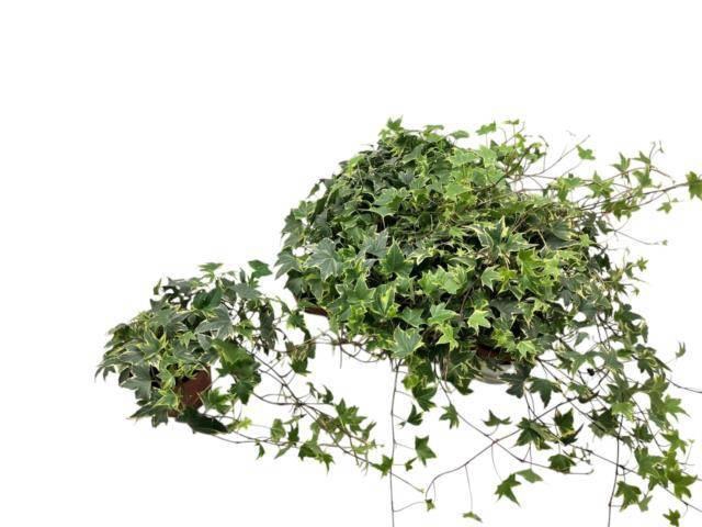 <h4>HED HE YELLOW RIPPLE</h4>