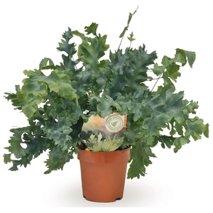 Phlebodium aureum Davana