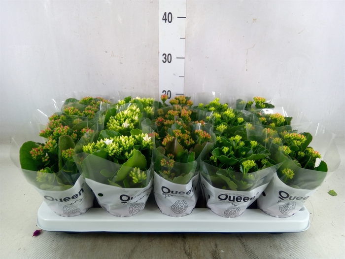 <h4>Kalanchoe blos.   ..mix 5</h4>