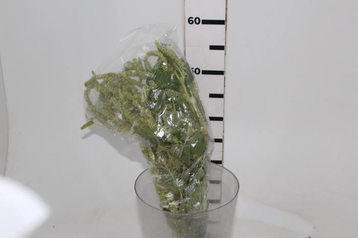 <h4>AMARANTHUS VERDE</h4>