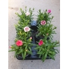 DIANTHUS CARYOPHYLLUS P11 MIX