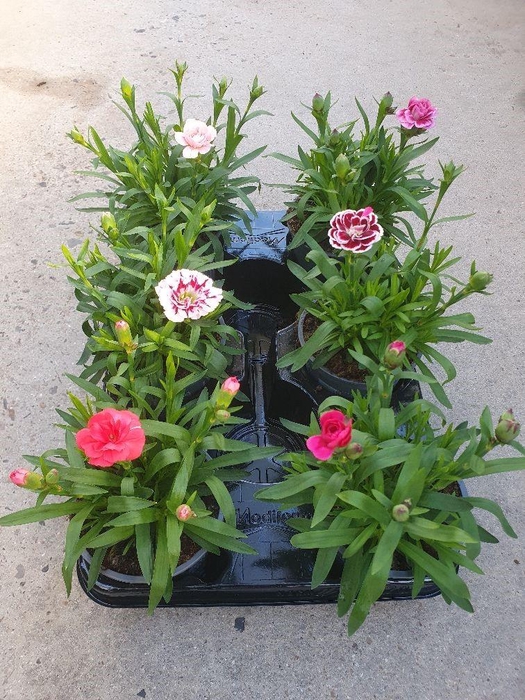 DIANTHUS CARYOPHYLLUS P11 MIX