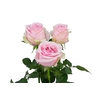 ROSA SWEET MEMORY 050 CM ESTUFA