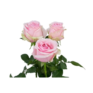 ROSA SWEET MEMORY 050 CM ESTUFA