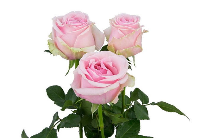 ROSA SWEET MEMORY 040 CM ESTUFA