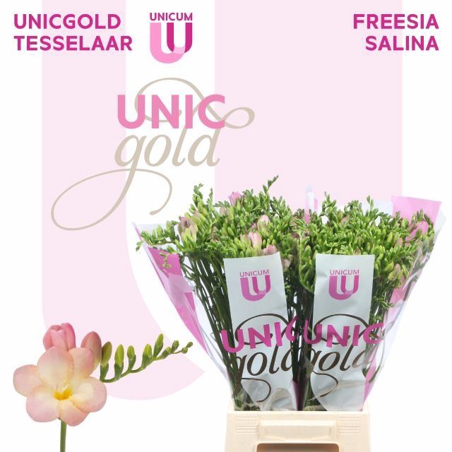 <h4>Freesia enk Salina</h4>