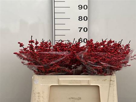 <h4>Ilex Ve Rode Bes</h4>