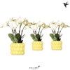 Phalaenopsis wit meer takken