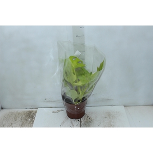 PHILODENDRON SELLOUM GOLD P17