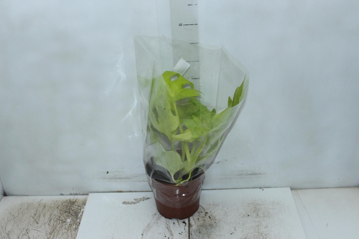 <h4>PHILODENDRON SELLOUM GOLD P17</h4>