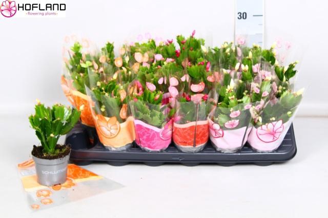 <h4>SCHLUMB GEM 3 KL</h4>