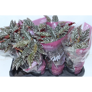 BEGONIA MACULATA SPOTLIGHT DARK P13